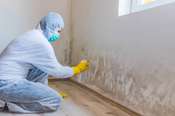 Licensed Mold Remediation service in Alamance, NC - 24 Hour Mold Removal